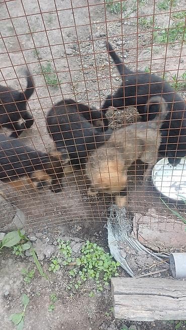 охотничьи собаки: Описание - Окрас преимущественно черный с рыжими подпалинами, есть — 3