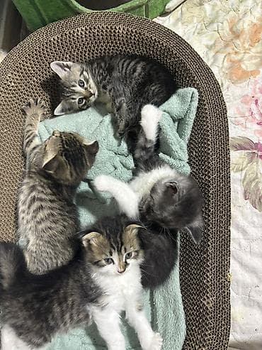 страйт: Котята домашние, окрас разный: - Два тигровых (серо-коричневые табби с — 2