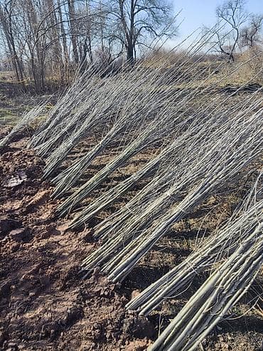 саженцы для сада: Саженцы деревьев — 5