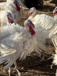 собака охотничий: Продаю | Индюшка (самка) | Бройлерная | На забой | Племенные — 3