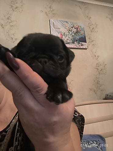 щенки хаски бесплатно: Продажа собак — 3