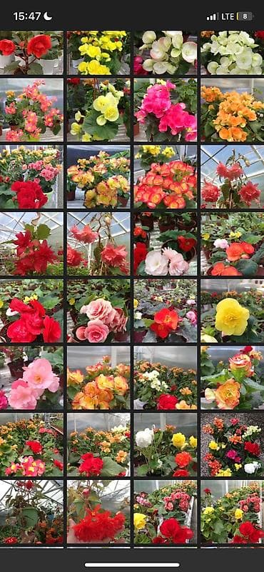 Бегония, есть разные сорта