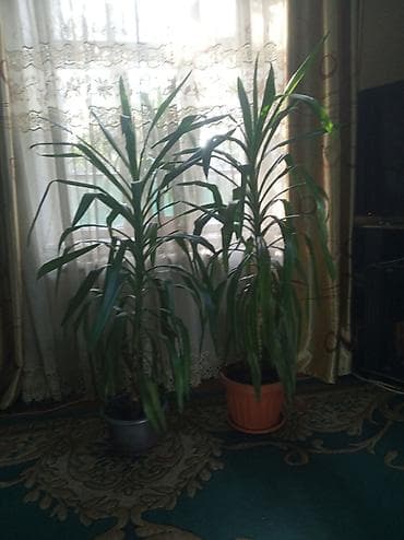 Продаю юкки. Четыре штуки по 2300 сом. Высота 150 at lalafo.kg Продаю юкки. Четыре штуки по 2300 сом. Высота 150