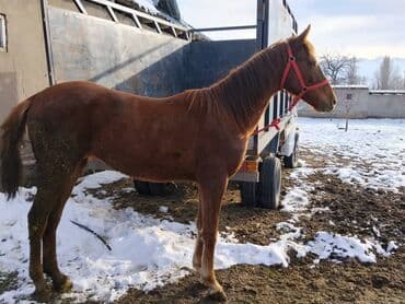 животные лошадь: Продаю | Жеребенок | Полукровка | Для разведения | Племенные — 10