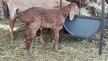 где купить черепаху: Продаю | Овца (самка) | Для разведения | Матка — 5