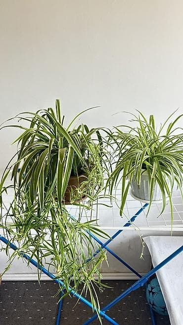 Дом и сад: Хлорофитум (паукообразный, variegata) — комнатные растения с длинными — 2
