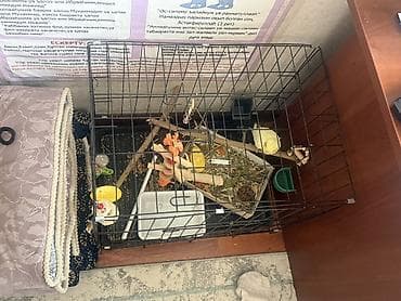где можно купить клетку для попугая: Клетка для попугаев с аксессуарами Продаю самца кореллы, с игрушками и — 4