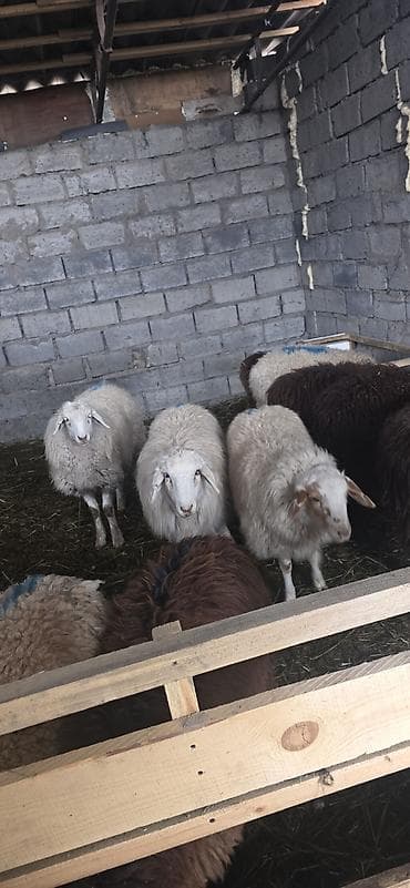 продаю марковку: Продаю | Овца (самка), Ягненок, Баран (самец) | Полукровка, Меринос, Эдильбаевская | На забой, Для разведения — 5