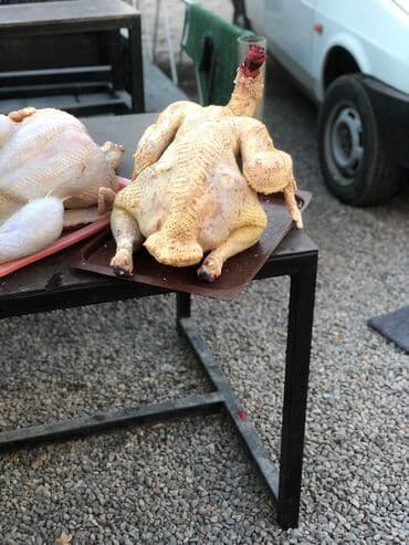 Продаются индюки биг 6, вес от 15-20 Халал за 1кг 600сом