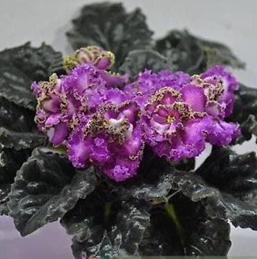 🌱🌺🌱 Продаю сортовые ДЕТКИ,СТАРТЕРЫ стандартных, трейлерныхмини и