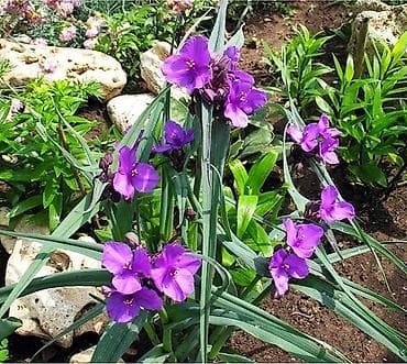 герань сколько стоит: Традесканция садовая.Многолетнее растение.Продается пышным — 1