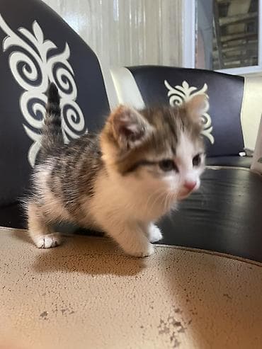 кошка арча бешик: Отдам котят в добрые руки. 🐱 3 котёнка, все очень красивые, ласковые — 3