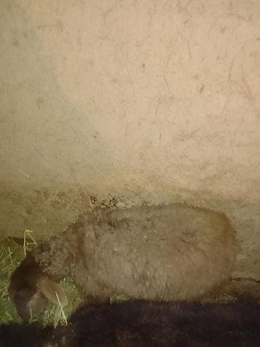 продажа собак: Продаю | Овца (самка) | Для разведения — 2