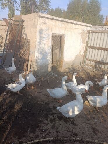 срочно продаю в связи с переездом: Домашние гуси на подворье - Породы: преимущественно белые тяжелые — 2