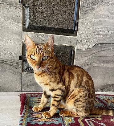 бенгал: Бенгальская кошка Отдам своего питомца, зовут Марго, родилась 14 — 3