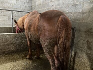 шотландская вислоухая кошка цена бишкек: Продаю | Кобыла (самка) | На забой, Для разведения, Для молока — 1