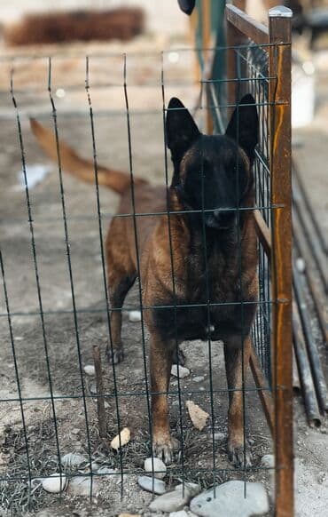 Вязка собак: Бельгийская овчарка, 1 месяц, Самец, С родословной — 4