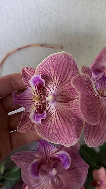 кой сойобуз: Орхидея Phalaenopsis (разные окраски, мини и стандарт) - Сортовая — 8