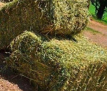 Продам тюки в перемешку с камышами по 300 сом, остались 16 штук!