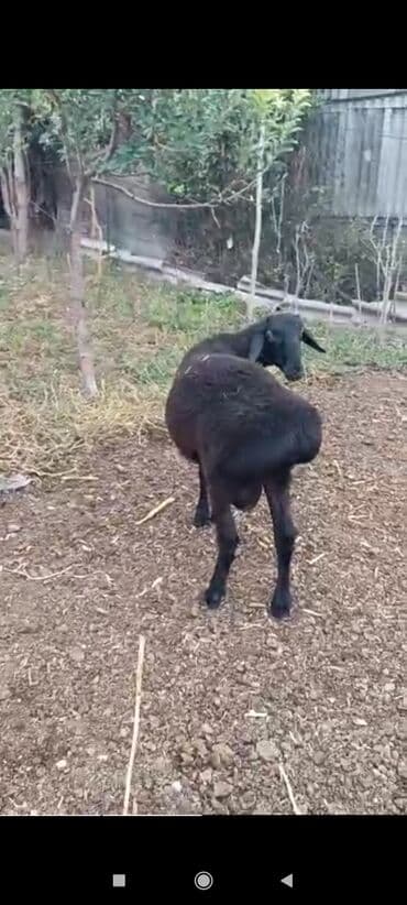 племенные коровы молочные купить: Продаю | Баран (самец) | Для разведения — 7