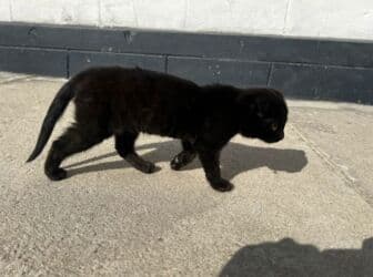 Вязка кошек: Кошка даром: Скотиш Фолд (Шотландская вислоухая), 4 месяца, Мальчик, Метис, Приучена к лотку, Проглистована — 2