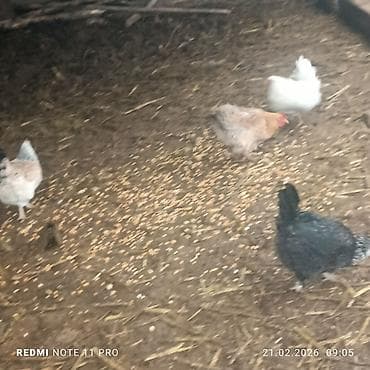 гнездо для кур: Продаю курей есть 4 штук прошу по 800 сом за каждого находится — 4