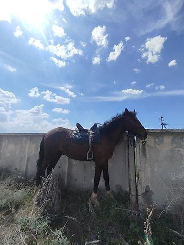 полукров тай: Продаю | Конь (самец) | Полукровка | Рабочий | Племенные — 6