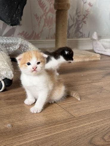 вислоухая кошка: 🐾 Шотландские вислоухие котята ищут любящий дом 🏡 Очаровательные — 5