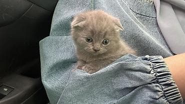 продам поросят: Скотиш Фолд (Шотландская вислоухая), 1 месяц, Девочка, Серый — 1