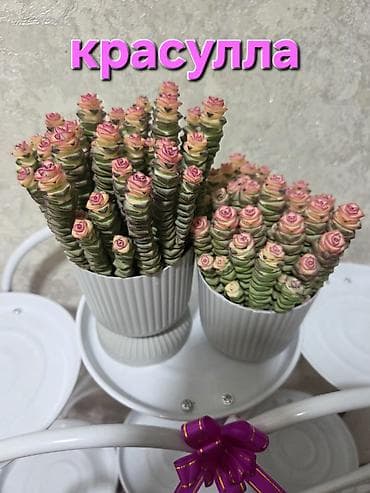 Красулла (суккулент «розочки» в столбиках) - Эффектный суккулент с