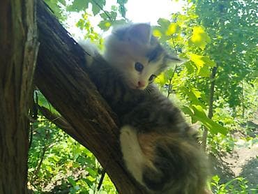 манчкин котята купить: Кошка даром: Беспородная, Девочка, С прививками — 1