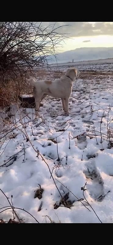 Продается алабай возрас 1,5 мальчик для охраны