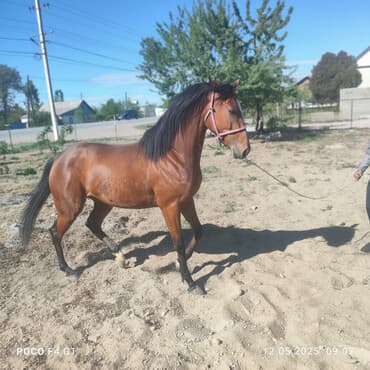 номер приюта для животных бишкек: Продаю | Кобыла (самка) | Английская | Для разведения | Племенные — 1