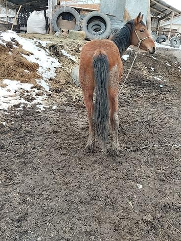 охот собака: Продаю | Кобыла (самка) | Рабочий — 3