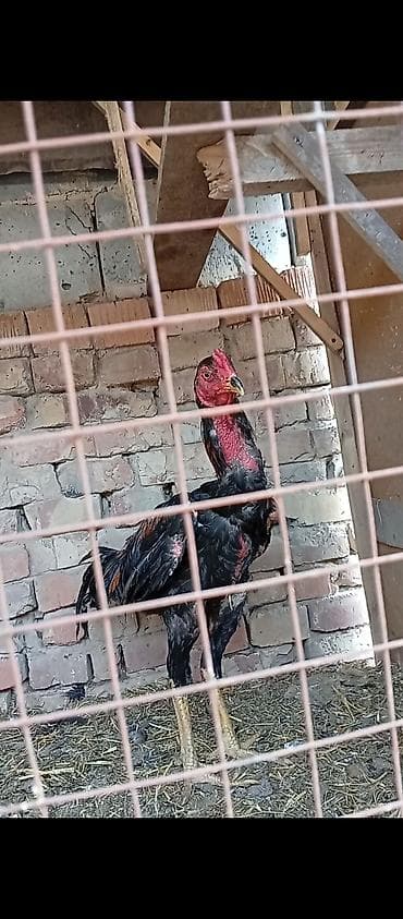 сөөл жан: Сатам | Короздор | Тебиштирүүчү | Көбөйтүү үчүн — 3