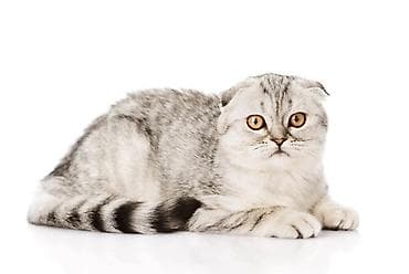сколько стоит сиамские коты: Шотландская вислоухая кошка (Scottish Fold) - Порода: шотландская — 3