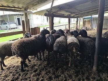 дорпер кой: Продаю | Овца (самка) | Полукровка | Для разведения — 7