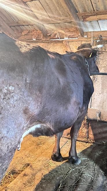 где можно купить ячмень: Продаю | Корова (самка) | Для молока | После отела — 3