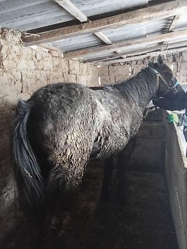 Аквариумдар: Сатам | Жылкы (эркек) | Жумушка | Асыл тукумдуу — 2