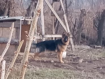 хомяки с клеткой: Немецкая овчарка, 10 месяцев, Самец, С родословной — 6