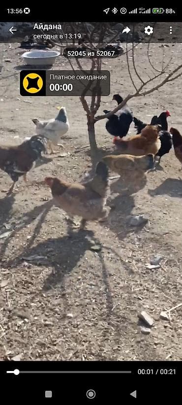 Услуги ветеринара: Продаю | Куры | Домашняя | Для разведения — 1