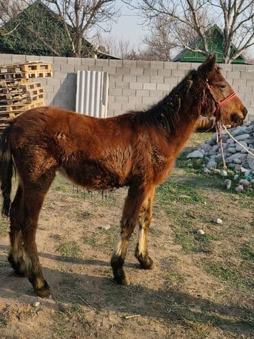 гончий собака: Продаю | Жеребенок | Рабочий — 2