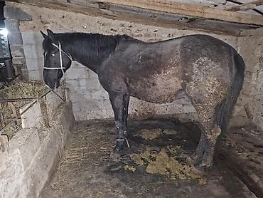 Лошади, кони: Продаю | Конь (самец) | На забой — 5