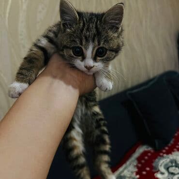 Отдам в хорошие руки бесплатно Пушистый котёнок классического окраса