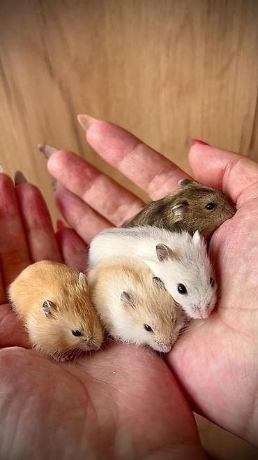 Чычкандар: Продаются хомячки джунгарские, сирийские, ангорские пушистые хомячки — 10