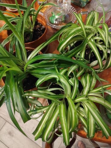 саженцы банана: Цветы от 100 сом, комнатные адаптированые. Алоэ Вера, Алоэ столетник — 9