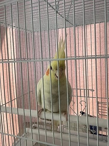 Птицы: 🦜Продаю кореллу 💛 *Вид: корелла ( нимфа) * Возраст: около 1 года * — 5
