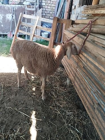 голуби птицы животные: Продаю | Ягненок | Арашан — 4