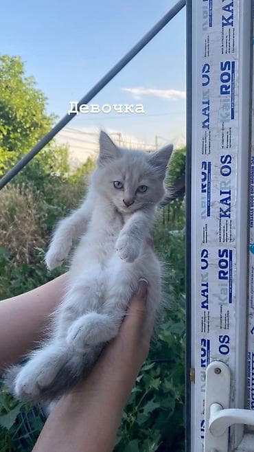 кошка беловодск: Ургаачы — 1