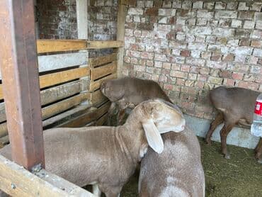 продам козу дойную: Продаю | Овца (самка) | Для разведения — 5